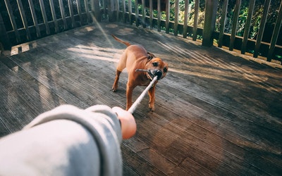 Dog Bite